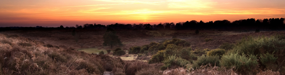 Sunset in rural Hampshire countryside, brown and green bushes in the foreground and silhouettes of trees in the background