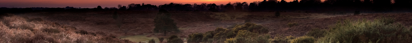 Sunset in rural Hampshire countryside, brown and green bushes in the foreground and silhouettes of trees in the background