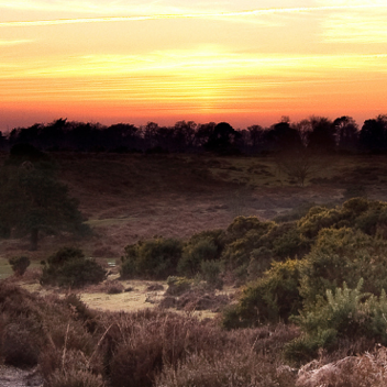 Sunset in rural Hampshire countryside, brown and green bushes in the foreground and silhouettes of trees in the background